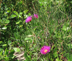 Carpobrotus glaucescens