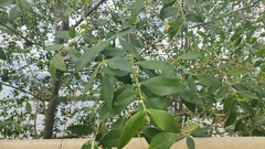 Sonneratia caseolaris