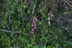 Anacamptis collina