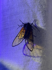 Dasysphinx volatilis