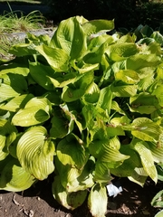 Hosta sieboldiana