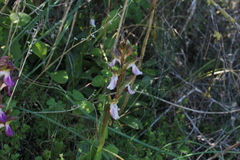 Anacamptis collina