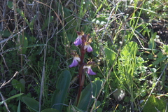 Anacamptis collina