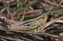 Euchorthippus elegantulus