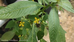 Ludwigia hyssopifolia