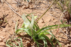Iris palaestina