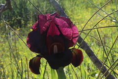 Iris atropurpurea