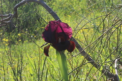Iris atropurpurea