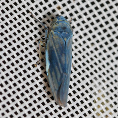 Macrosteles cyane