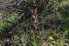 Anacamptis collina