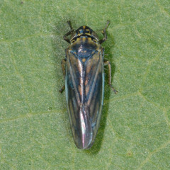 Macrosteles cyane