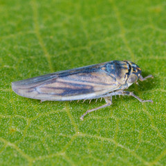 Macrosteles cyane