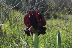 Iris atropurpurea