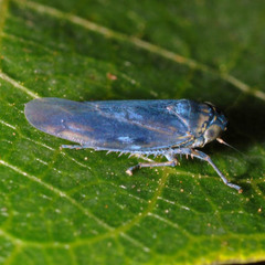 Macrosteles cyane