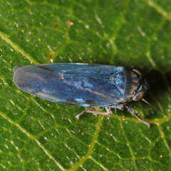 Macrosteles cyane