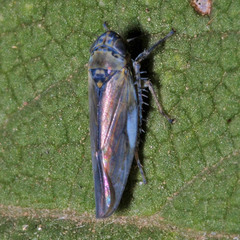 Macrosteles cyane