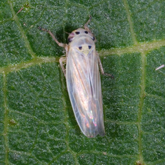 Macrosteles