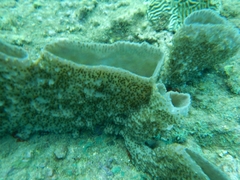 Callyspongia aculeata