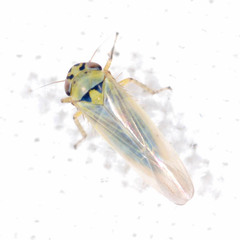 Macrosteles