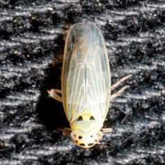 Macrosteles