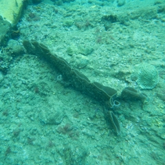 Callyspongia aculeata