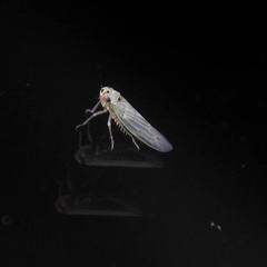 Macrosteles