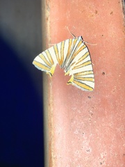 Pityeja histrionaria
