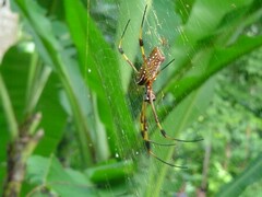 Trichonephila clavipes
