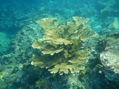 Acropora palmata