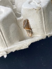 Habrosyne pyritoides