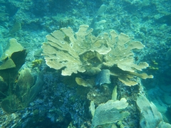 Acropora palmata