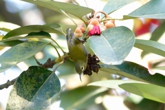 Aethopyga christinae