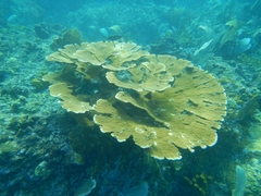 Acropora palmata