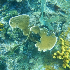Acropora palmata