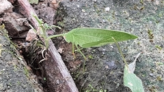 Phaulula