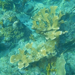 Acropora palmata