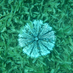 Tripneustes ventricosus