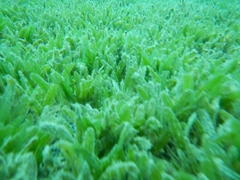 Caulerpa