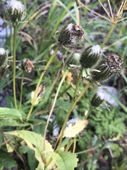 Crepis pyrenaica