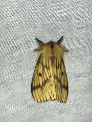 Xanthodirphia amarilla