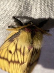 Xanthodirphia amarilla