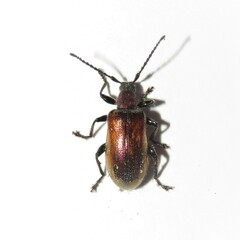 Ecnolagria