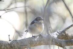 Ficedula speculigera