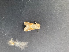 Habrosyne pyritoides