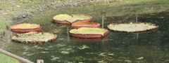Victoria amazonica