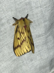 Xanthodirphia amarilla image