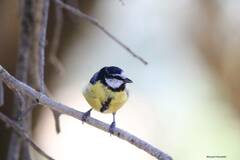 Cyanistes teneriffae