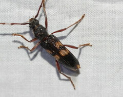 Phoracantha punctata