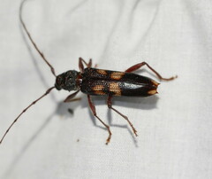 Phoracantha punctata