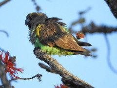 Poicephalus meyeri